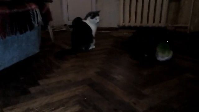 Коты и травка) смотреть онлайн