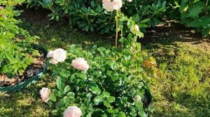 Цветение роз  Шато Барбероллес, Мияби Ча, Прикс П.Ж. Редут, Рен Саммю и др. (16.08)????