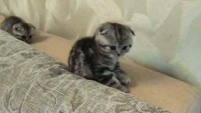 Котенко, вислоухий шотландец, мраморного окраса смотреть онлайн