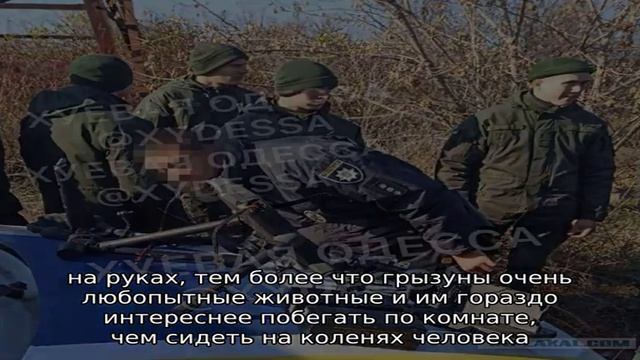 Секреты дрессировки шиншилл смотреть онлайн