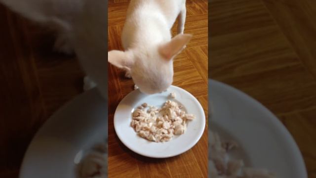 Мини чихуахуа белый смотреть онлайн