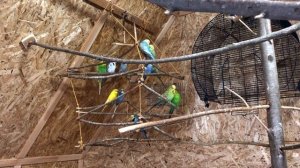 Час в комнате с волнистыми попугаями. Чириканье волнистых попугаев