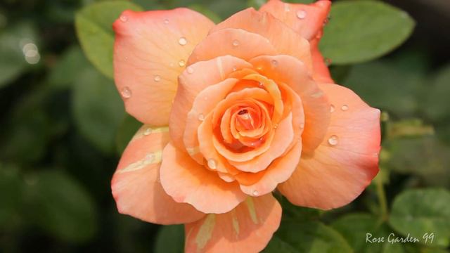 The Beauty Of Rose At Its Best || Hybrid Tea Rose Flower || Striped Rose смотреть онлайн