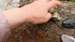 Поиск камней в реках и ручьях Москвы-2 Сбор самоцветов. Халцедон? Измайловский парк, река Серебрянк