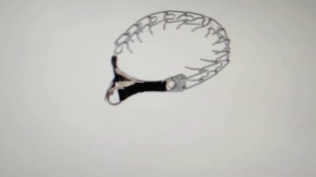 Какой строгий ошейник нужен, и где лучше его купить