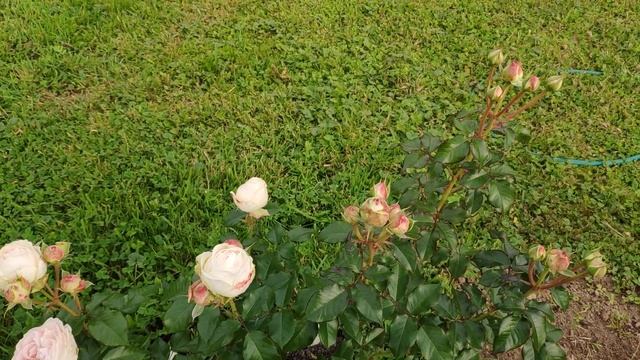 Розы в Подмосковье.Пюр Блонд, Кахала, Вувузела,Анжи Романтика, Викториан Эйнджел,Гарден Спирит и др смотреть онлайн