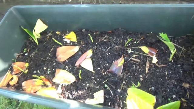 Propagating English Laurel - Growing From Cuttings смотреть онлайн