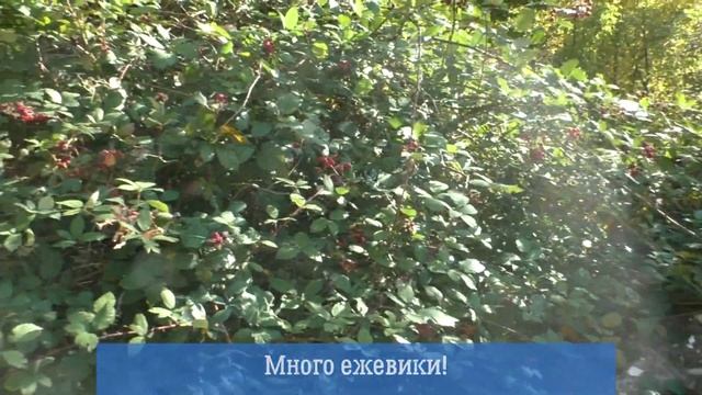 Путешествия по Крыму с собаками. Зеленогорье, ручей Арпат, озеро Панагия. Крымская осень смотреть онлайн