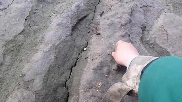 Чеснок с Египта посаженный под зиму не перенес наших морозов. Завершение эксперимента.