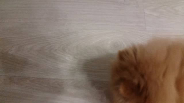 Померанский шпиц! Папа играет с Ронни в мячик! смотреть онлайн