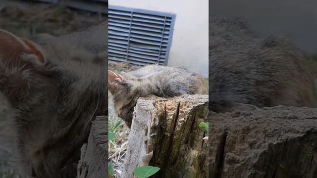 Чего-то нашёл? #животные #котики #коты #cat #кошки #кот #рек #пушистый #рекомендации #shortvideo смотреть онлайн