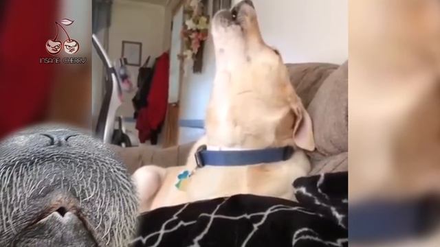 Jeremy Soule - Dragonborn (Animal Cover) смотреть онлайн