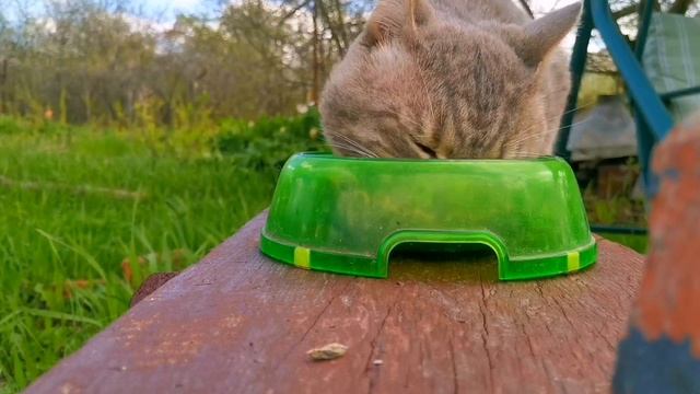 дачный asmr. dacha asmr смотреть онлайн