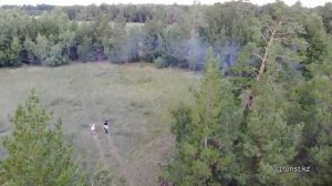 Смешанный лес