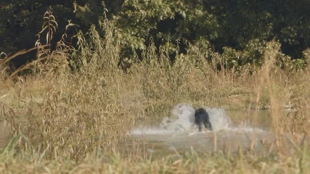 January 13, 2024 Full Show - Eastern KY Quail Hunt, Bird Dog Championship, Lake Sturgeon Sampling смотреть онлайн