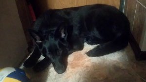 ВЕО восточно европейская овчарка черная 2023-01-28 20-44-23