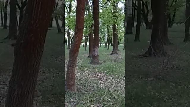 Лес у Белого озера смотреть онлайн