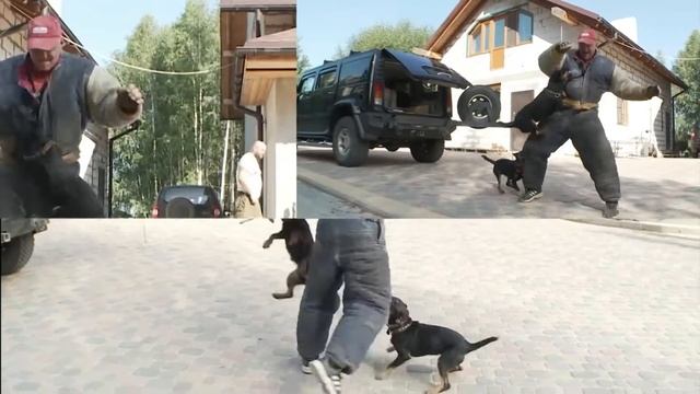 Ягдтерьер.ягдтерьеров Максим Зорин база. Кигач-хаус смотреть онлайн