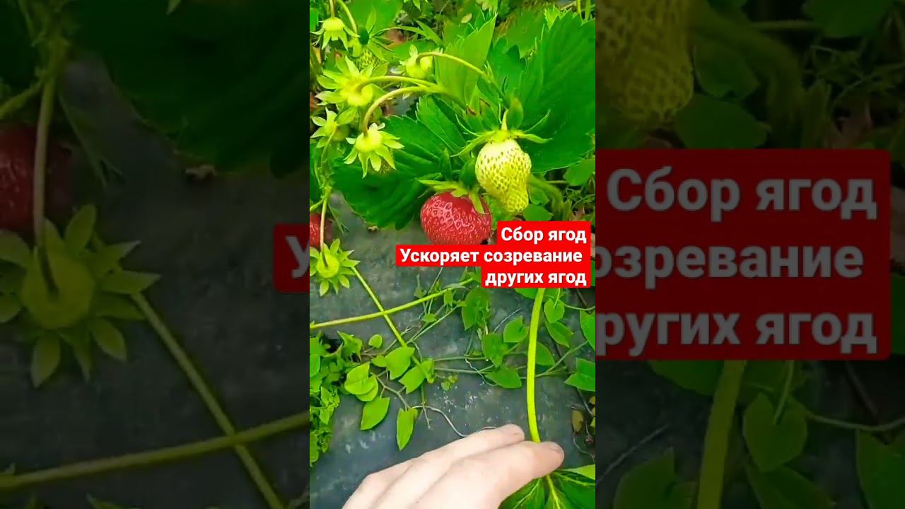 Когда срываешь клубнику, быстрее созревают другие ягоды #клубника #short #strawberry #shorts смотреть онлайн