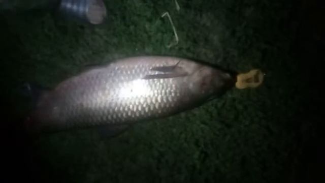 амурище пруд заросший на БИО-ПЛАНКТОН