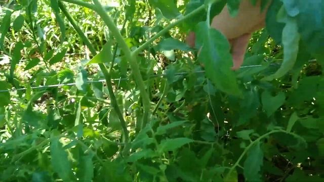 Завалилась помидорка.   Подвязал пирамидкой. Земля не горит и всё пучком.