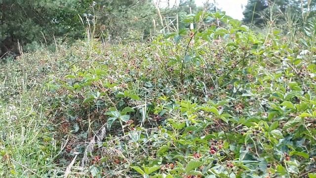 лесная ежевика смотреть онлайн