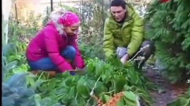 Хоста.Мастер класс. Марина Рыкалина и Виталий Декабрев. смотреть онлайн