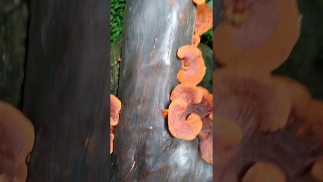 JAMUR WARNA ORANGE смотреть онлайн