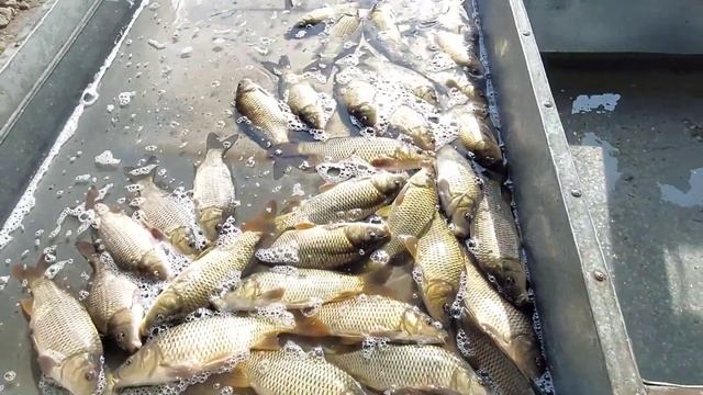 Xorazm Urganch baliq bozor | Хоразм Урганч балик бозор смотреть онлайн