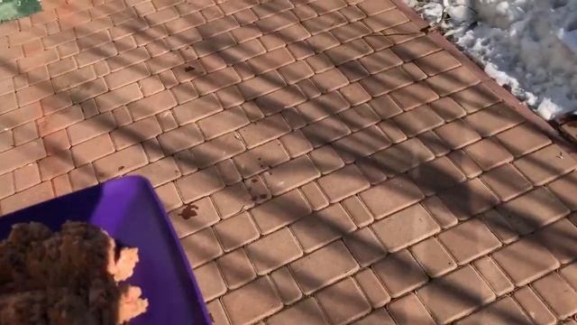 Эх, уж эта жизнь собачья смотреть онлайн