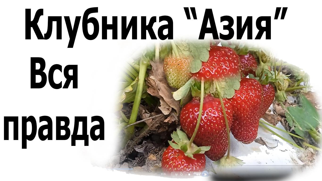 Клубника-сорт Азия. Честный обзор. смотреть онлайн