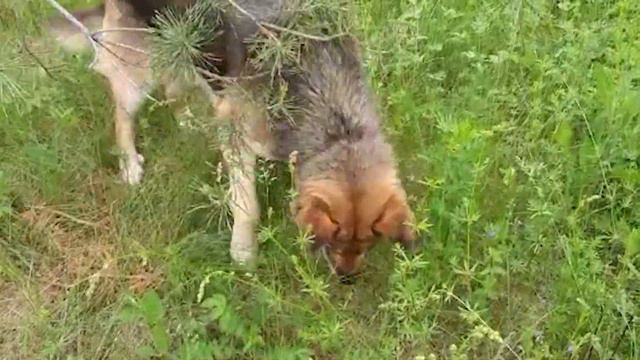 В Заинске ведут отлов собак гуманным методом смотреть онлайн