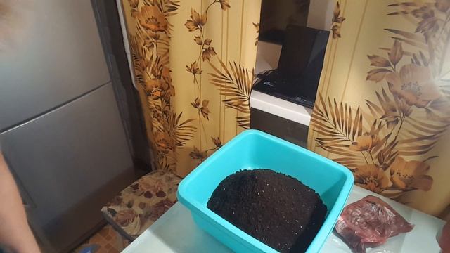 УРА ! Эустома взошла ! Показываю , что получилось . Эустома из семян . ( Eustoma) . смотреть онлайн