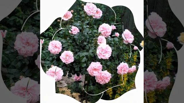 Библия " Песни песней" глава 8 стих 6 смотреть онлайн