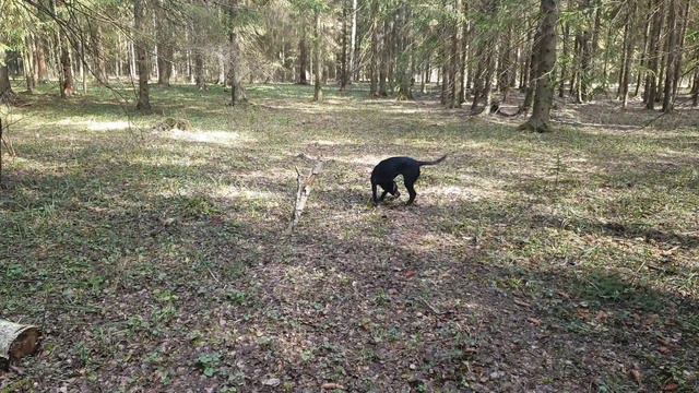 Мемори и ближний поиск смотреть онлайн