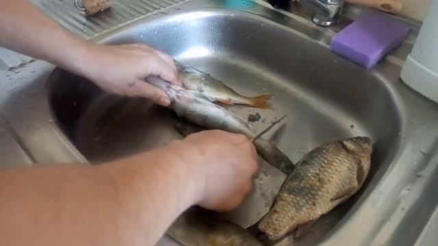 Как быстро чистить окуня /судака /берша от чешуи смотреть онлайн