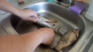 Как быстро чистить окуня /судака /берша от чешуи