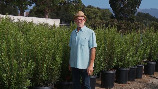 Garden Wise: Screening Plants Make the World Go Away смотреть онлайн
