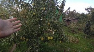 Груша сорт Памяти Яковлева. Один из лучших сортов для Подмосковья.