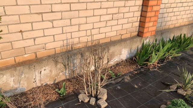 ГИБИСКУС садовый. ОБРЕЗКА. Формирование куста. УХОД смотреть онлайн