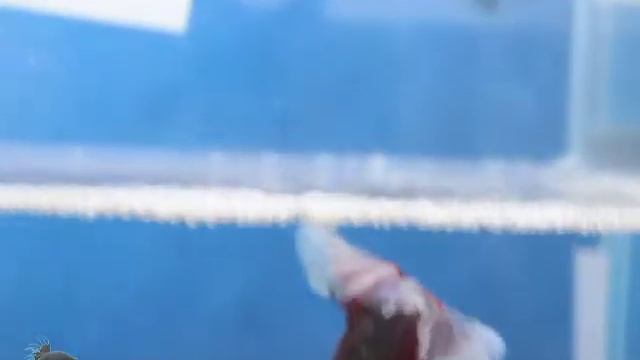 Сиамские петушки (полулунные формы - Halfmoon) на Аквараме 2013 смотреть онлайн