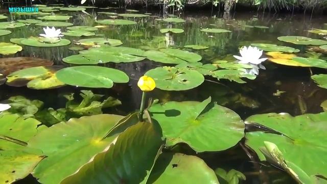 ♫ НА ВОДНОЙ ГЛАДИ !!! ОТРАЖЕННЫЕ !!!.mp4 смотреть онлайн