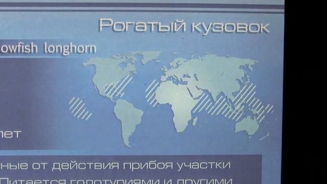 Рогатый и Треугольный Кузовок в Москвариуме смотреть онлайн