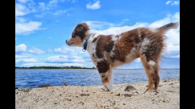Miniature American Shepherd "Mini Aussie" Troy Valentino смотреть онлайн