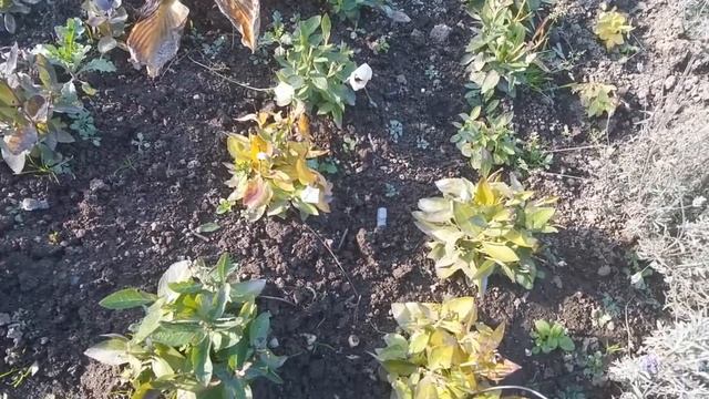 Продажи многолетников смотреть онлайн