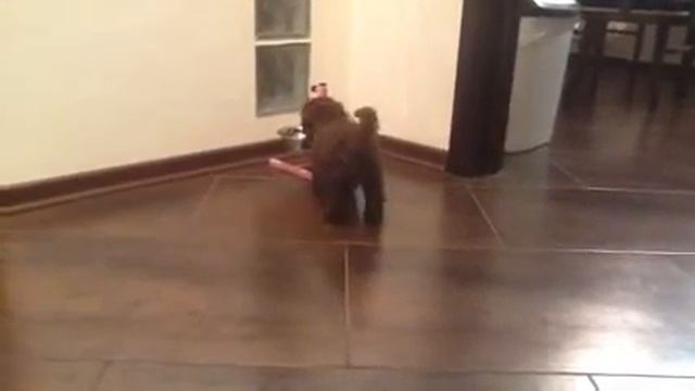 Шоколадка Русская Цветная Болонка смотреть онлайн