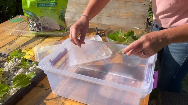 How To Propagate Hydrangeas From Cuttings The Easy Way