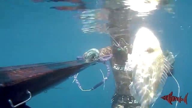 Pesca Sub 2014 - 2 Orate