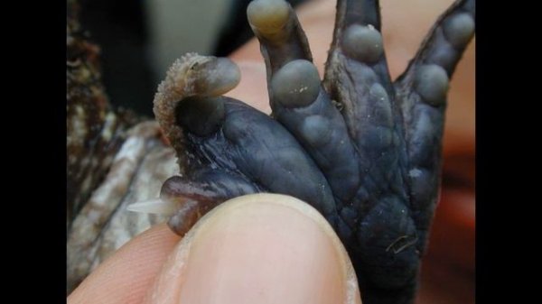 ТОП 5 УДИВИТЕЛЬНЫХ СУЩЕСТВ\ TOP 5 AMAZING CREATURES