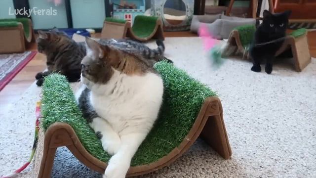 Cats Videos For Cats To Watch With Sound ➙ EPIC 3 HOURS! * Cats Playing * Entertainment For Cats